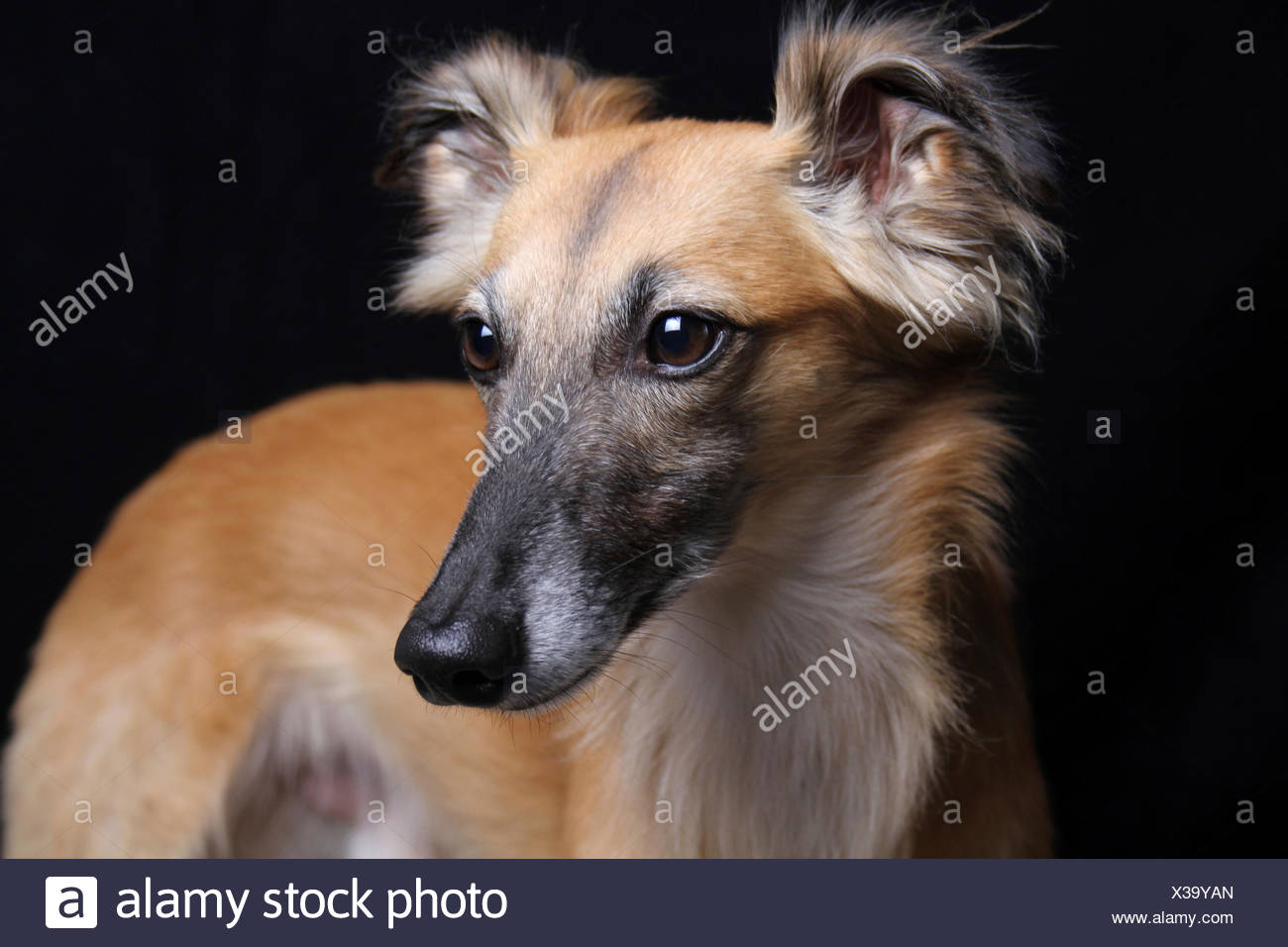 Longhaired Whippet Stock Photos Longhaired Whippet Stock Images