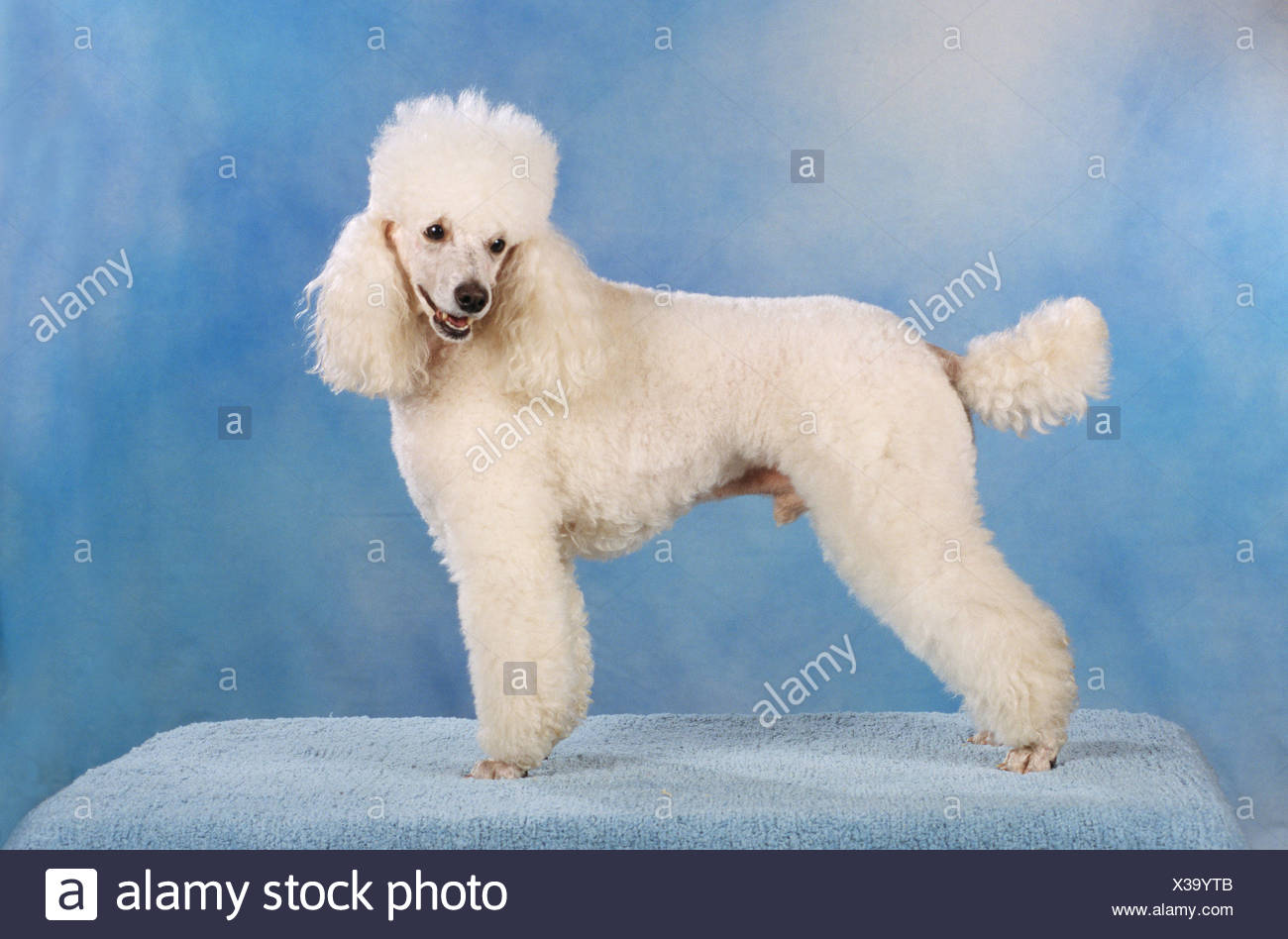 middle poodle