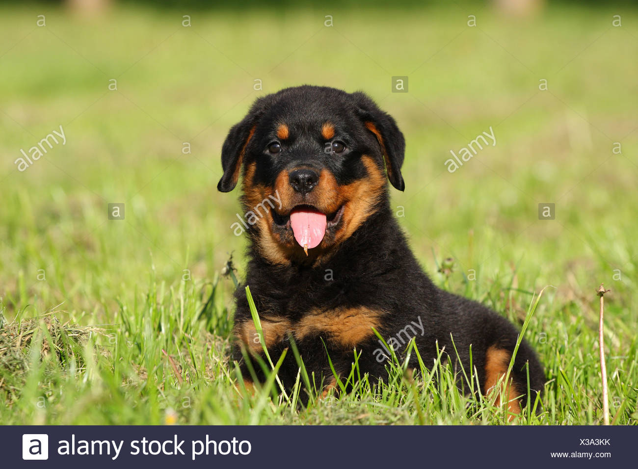 Rottweiler Puppy Stock Photo 277432279 Alamy
