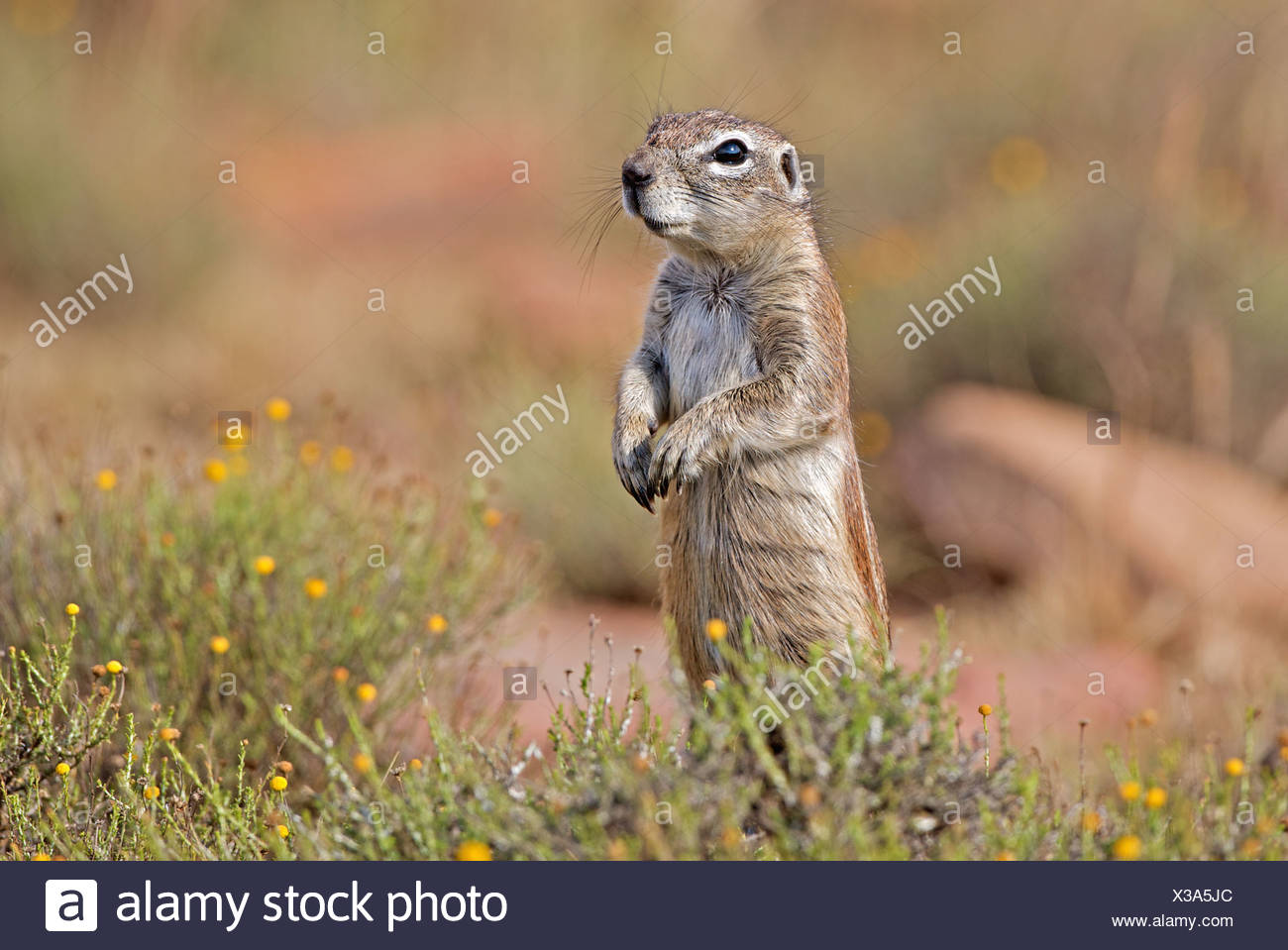 Alert Ground Squirrel, Mountain Zebra National Park, Eastern Cape Province, South Africa Stock Photo