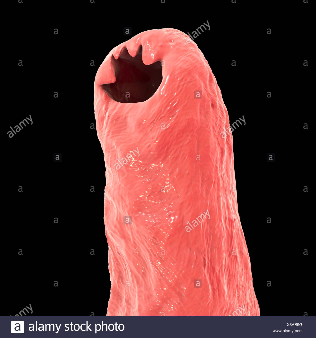 Parasitic Roundworm Stock Photos & Parasitic Roundworm Stock Images - Alamy1300 x 1390