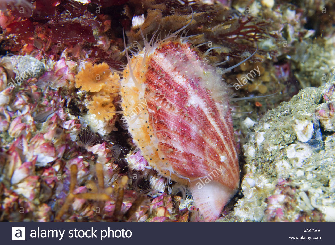 Scallop Swimming Stock Photos & Scallop Swimming Stock Images Alamy