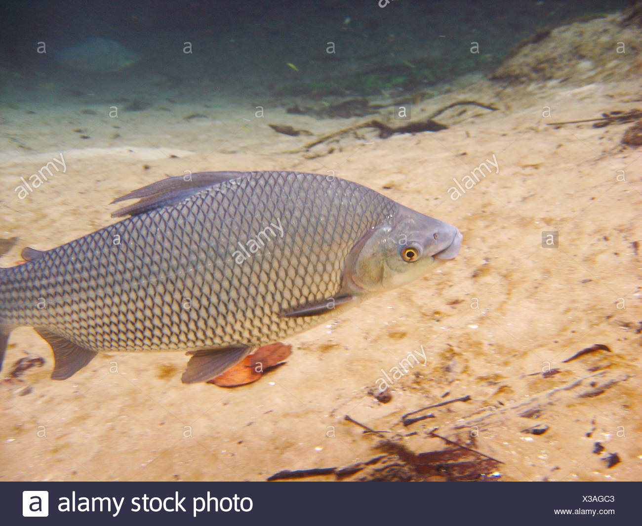 Prochilodus Lineatus Stock Photos & Prochilodus Lineatus Stock Images