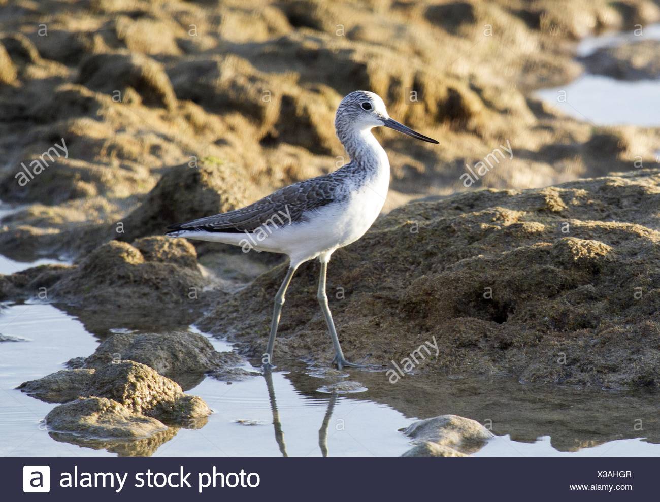 Common Greenshank Stock Photo