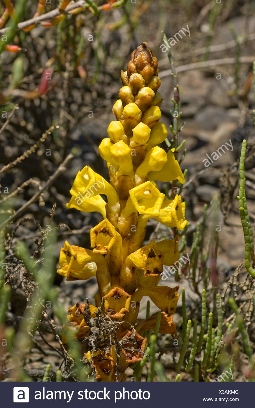 Yellow broomrape (Cistanche phelypaea), inflorescence, Portugal Stock Photo