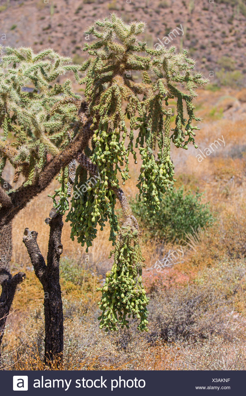 Hanging Chain Cholla High Resolution Stock Photography and Images Alamy