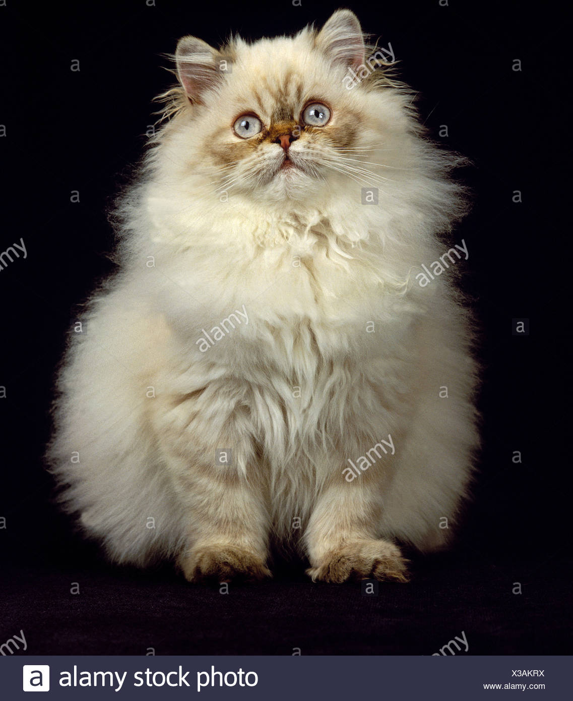 Colorpoint Persian Cat High Resolution Stock Photography And Images Alamy