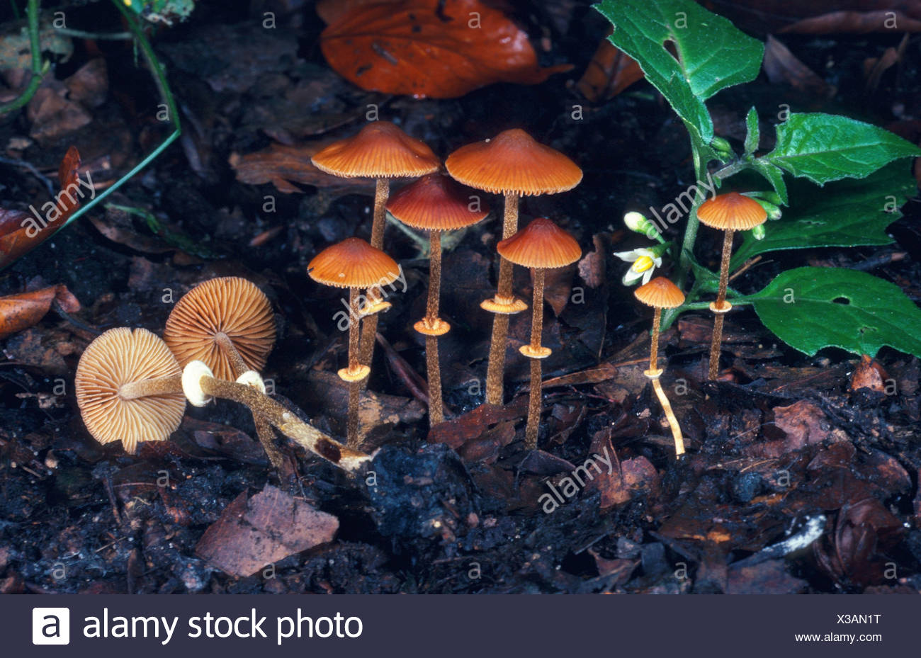 pic Conocybe Filaris Identification https www alamy com fools conecap conocybe filaris germany lower rhine image277445892 html