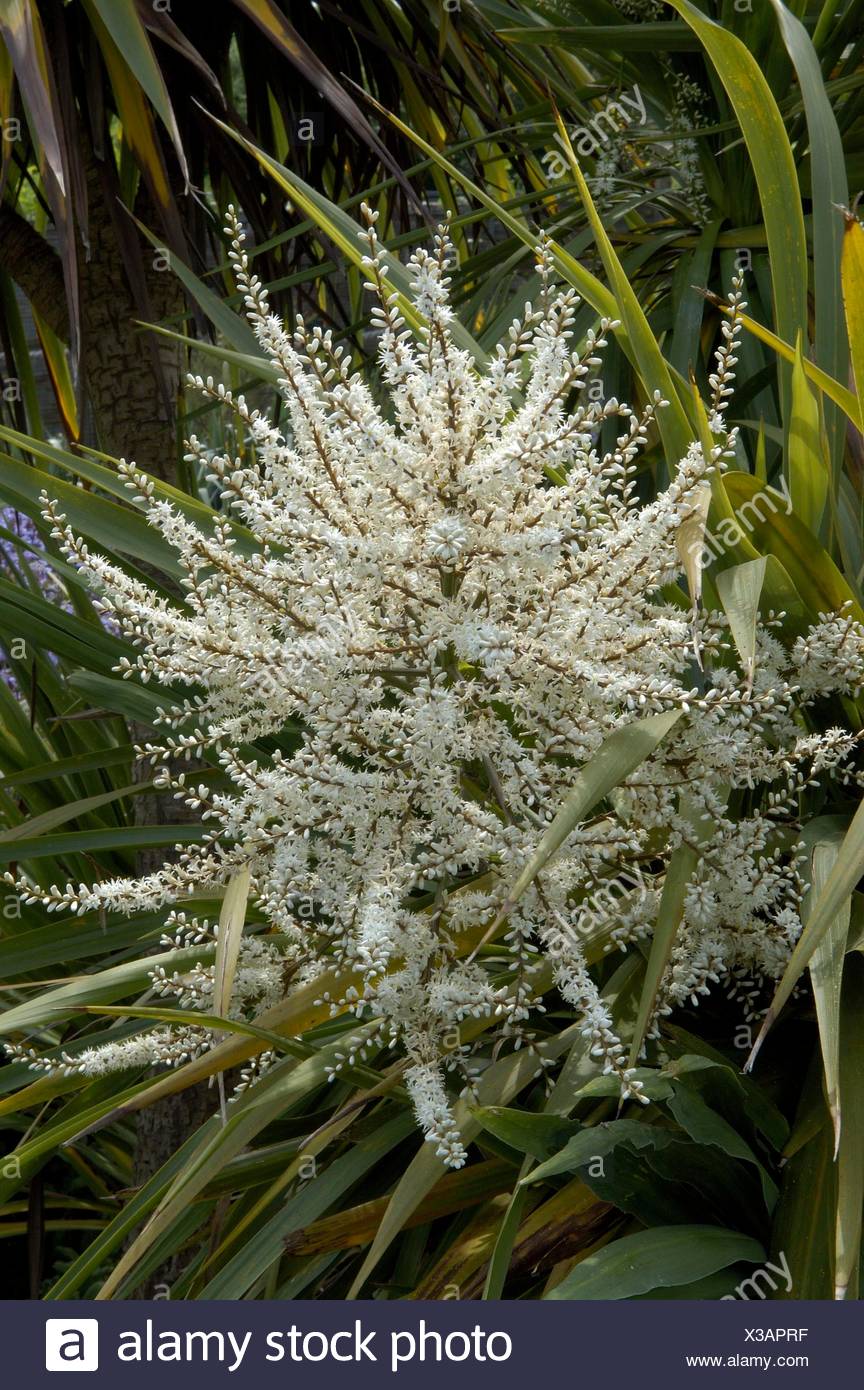 Flowering Cordyline Australis High Resolution Stock Photography and