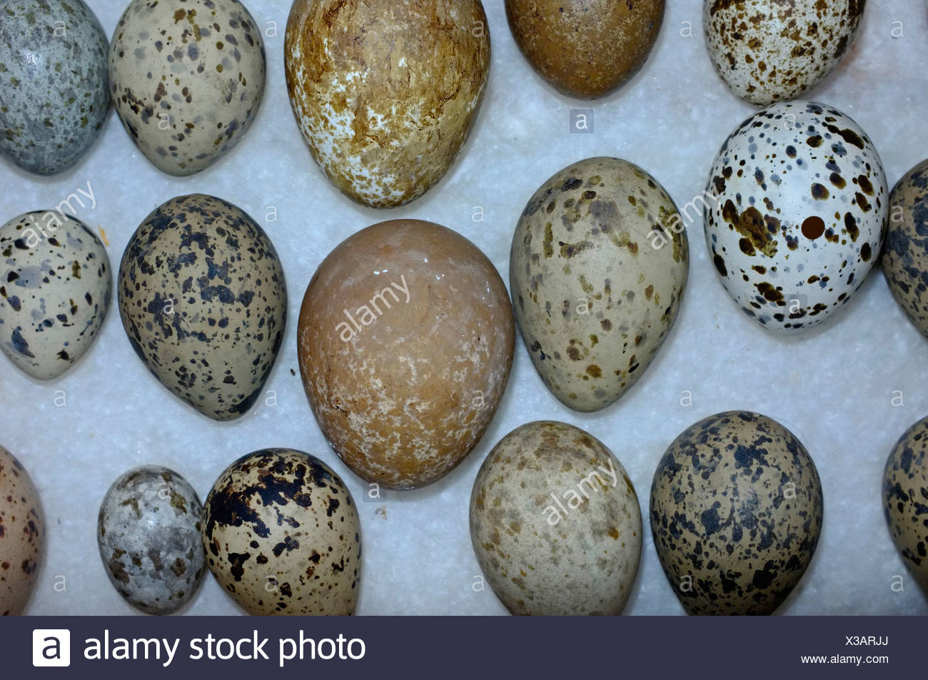 British Birds British Bird Birds Egg Eggs Collection High Resolution