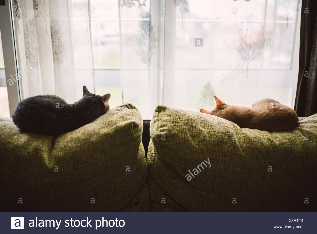 Back View Of Two Cats Sleeping On The Backrest Of A Couch In Front Of A Window Stock Photo Alamy