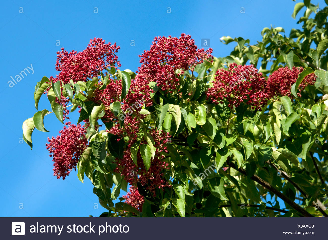 Semi Bee Bee Tree 30+ evodia daniellii Seeds 30 Semi Bee Bee Tree 30+ evodia daniellii Seeds 30