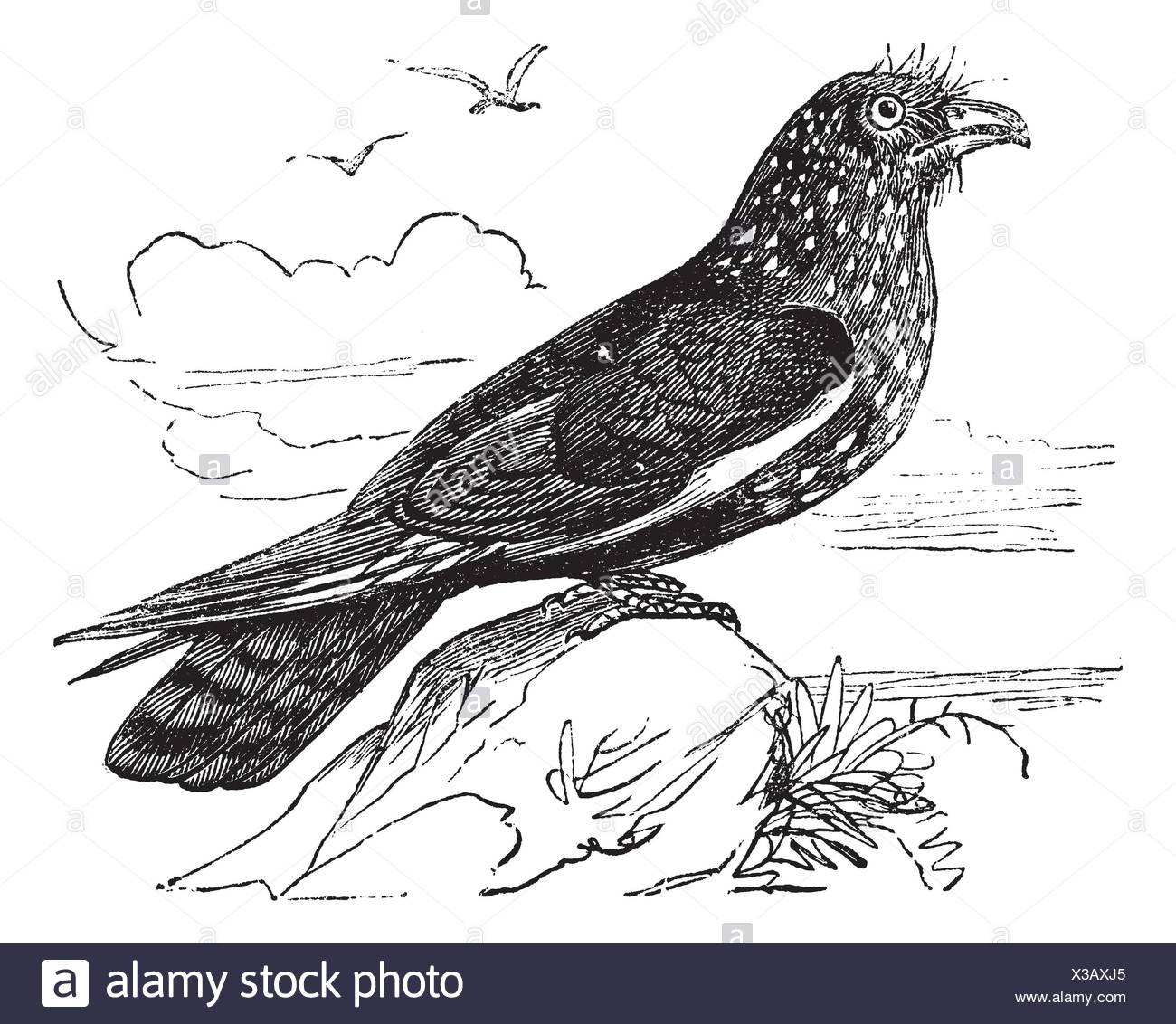 Guacharo High Resolution Stock Photography And Images Alamy