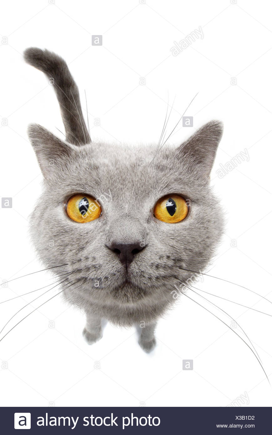 Cat Karthauser Portrait Animal Mammal Cat House Cat Pet