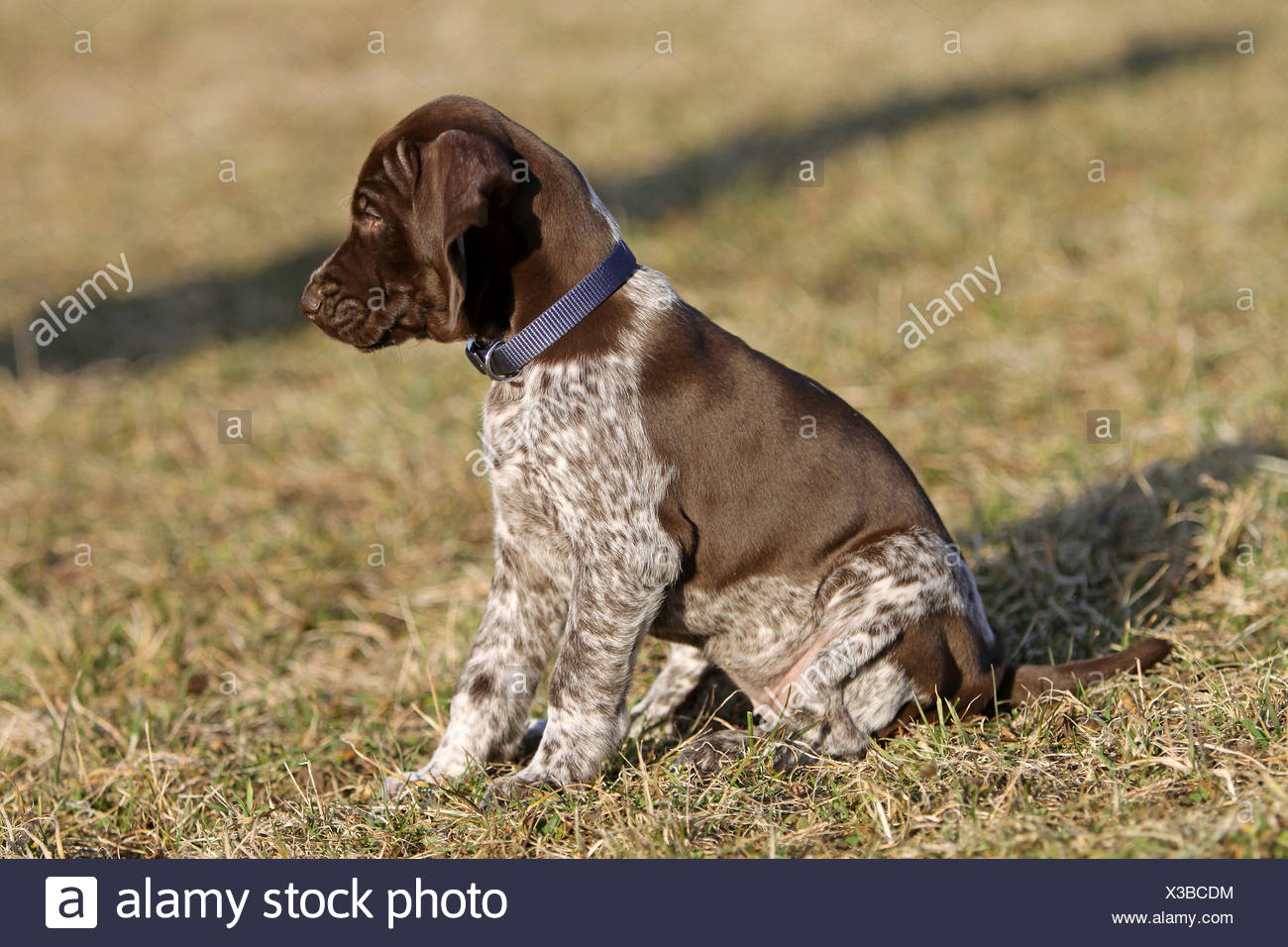German Shorthaired Pointer Puppy Sitting Meadow Stock Photo