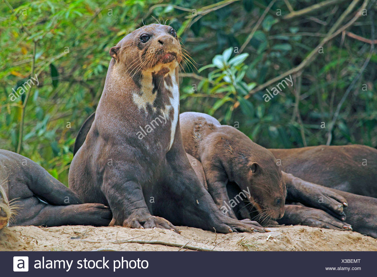 Giant Otter Pteronura Brasiliensis Family Relaxing Near Den