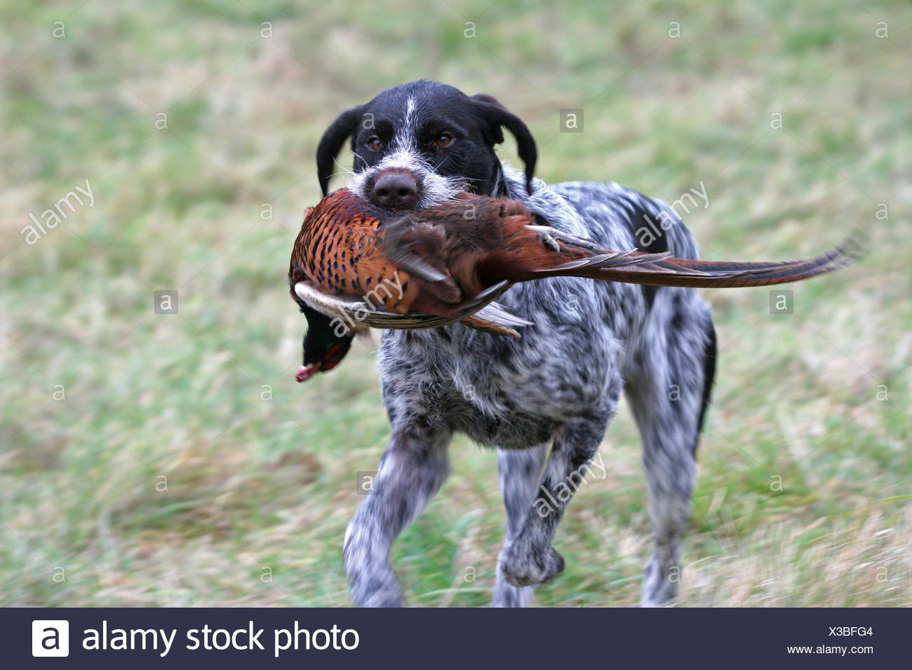 austrian pointer dog