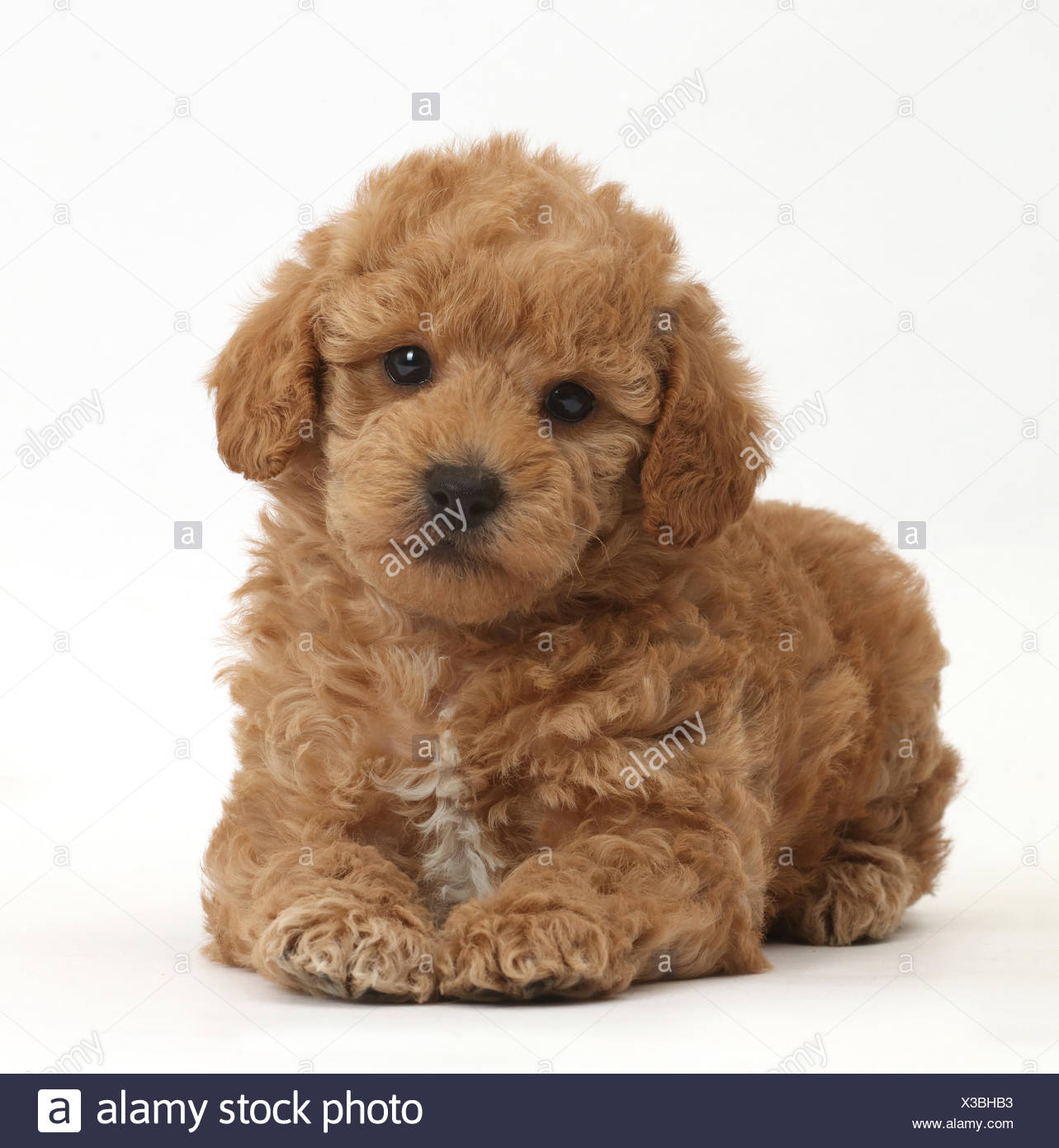 toy poodle golden retriever