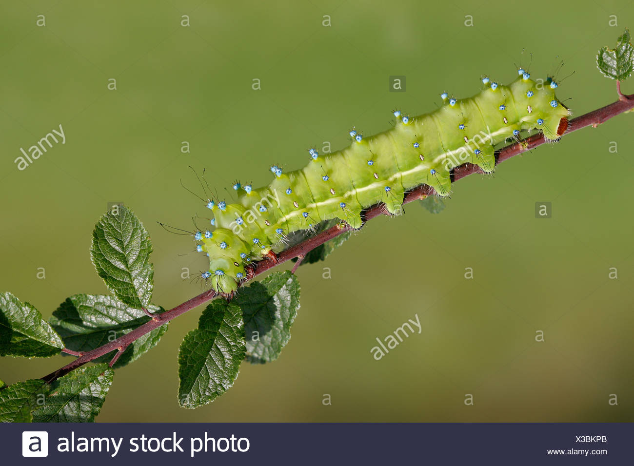Saturniidae Moth Caterpillar High Resolution Stock Photography and ...