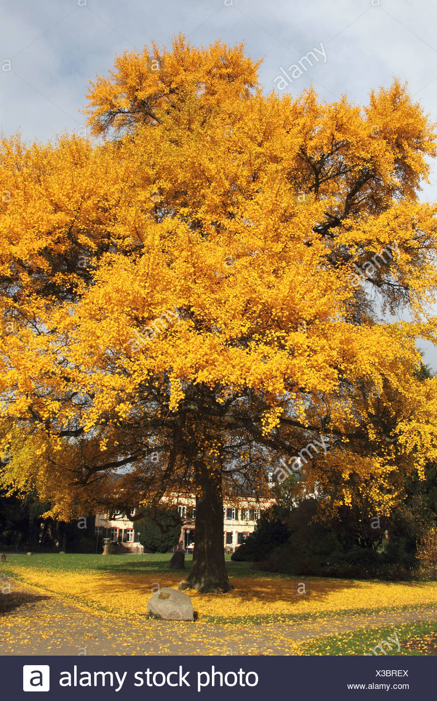 Maidenhair Tree Ginkgo Tree Gingko Tree Ginko Tree Ginkgo Biloba In Autumn Stock Photo Alamy