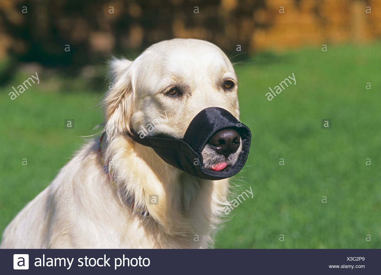 golden retriever muzzle