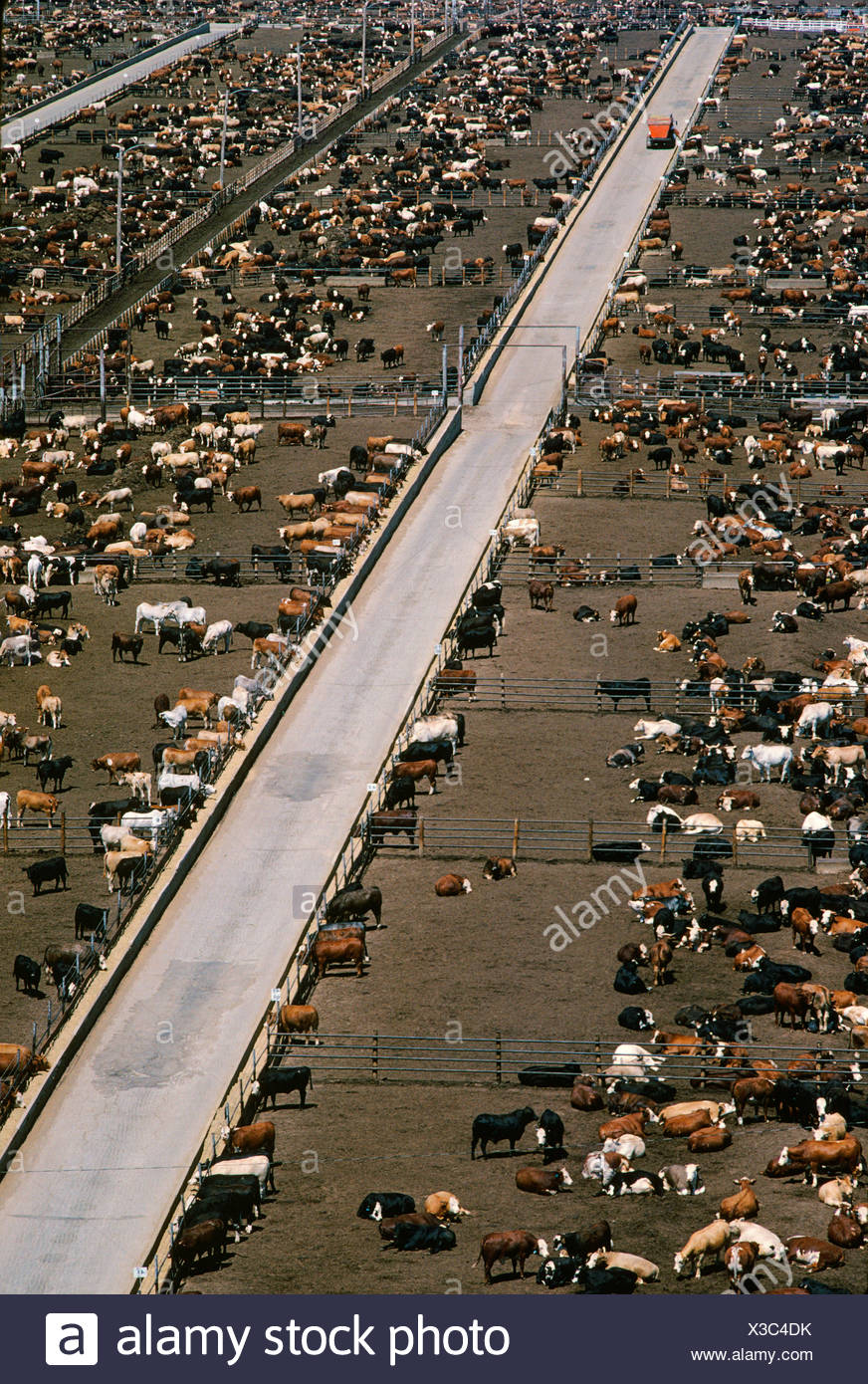 Feedlot Texas High Resolution Stock Photography and Images Alamy
