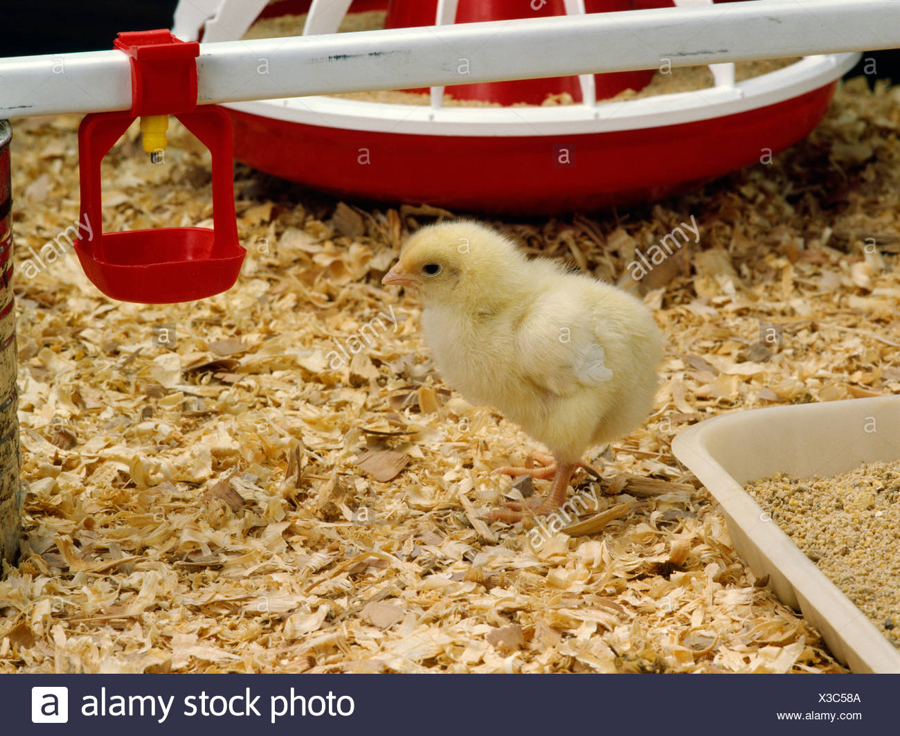 Chicken Feeders Stock Photos Chicken Feeders Stock Images Alamy