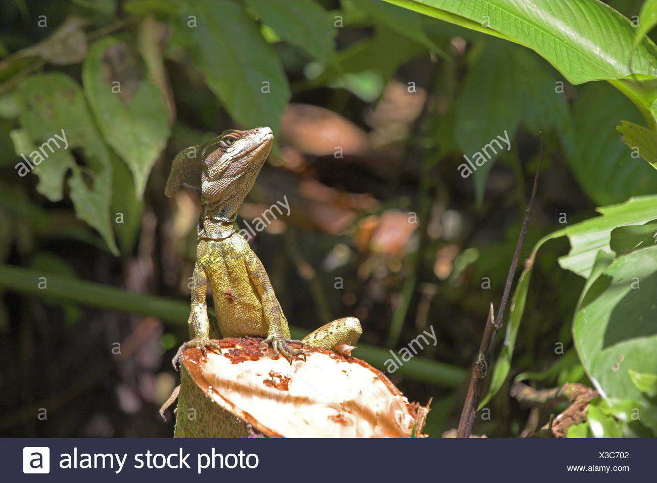 Helmet-basilisk Basiliscus basiliscus stub Costa Rica Puntarenas can Brazos  rain-forest jungle nature wildlife wilderness Stock Photo - Alamy