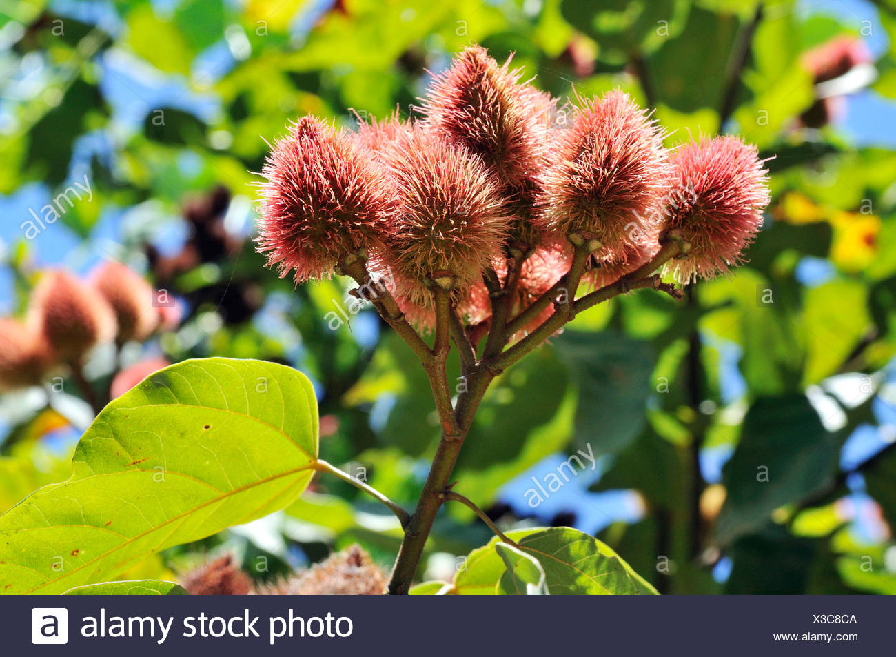 Annatto High Resolution Stock Photography And Images Alamy