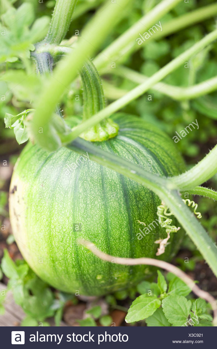 Pumpkin Growing On Vine Stock Photos & Pumpkin Growing On Vine Stock ...