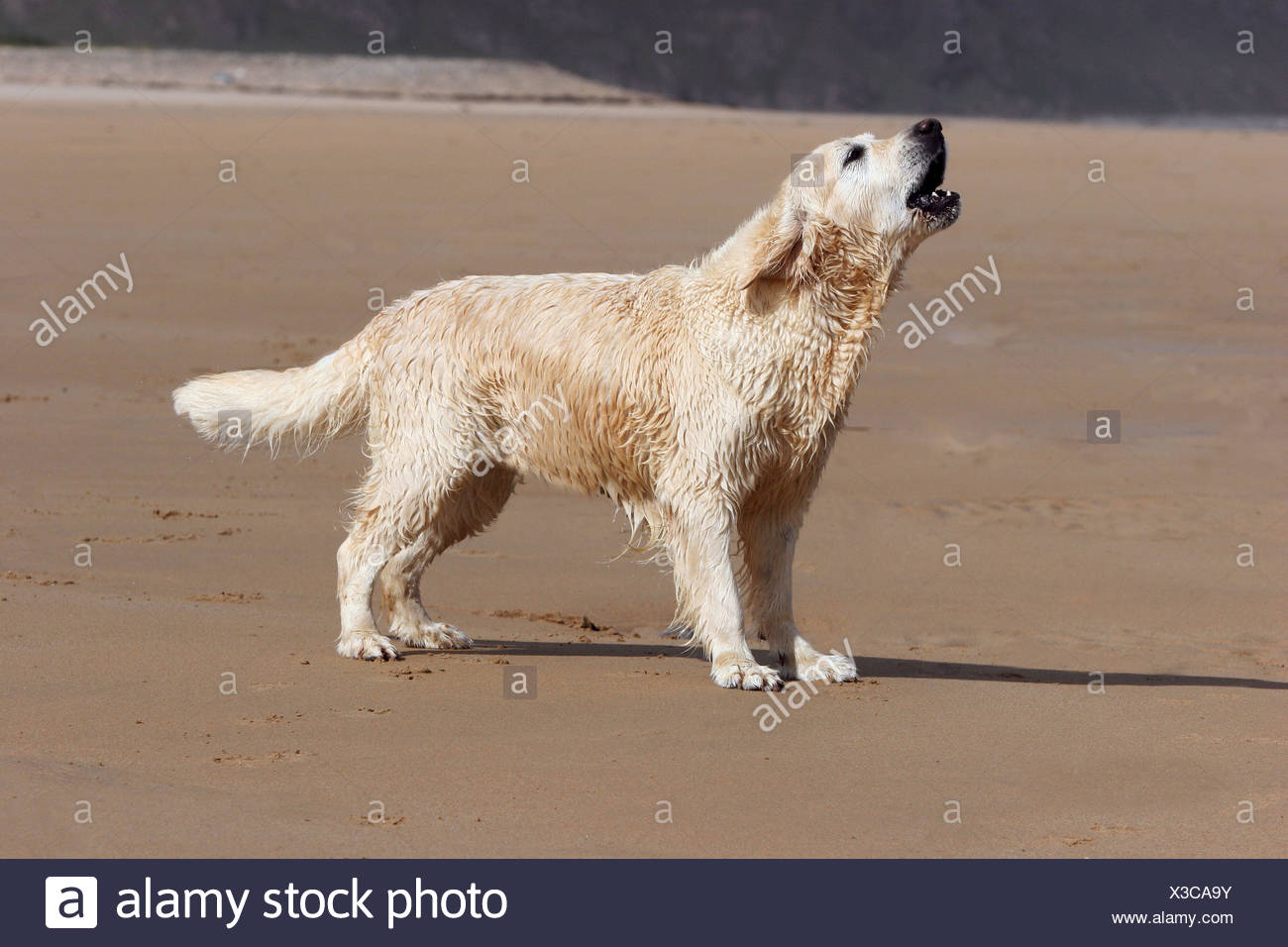 Golden Retriever Barking On The Beach Stock Photo Alamy