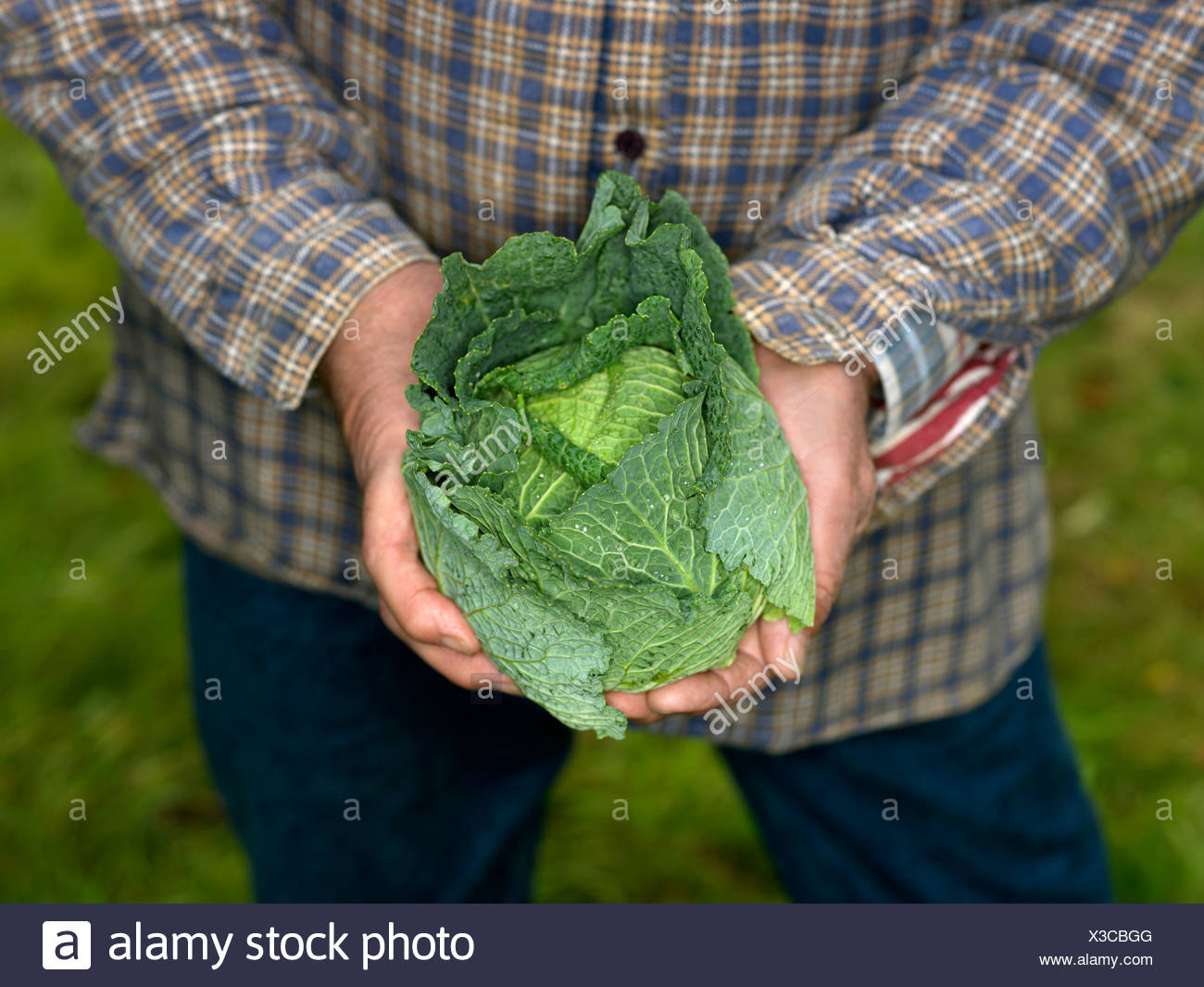 Man Holding Cabbage High Resolution Stock Photography and Images Alamy