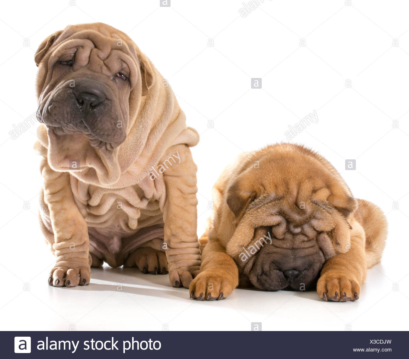 chinese shar pei breeders
