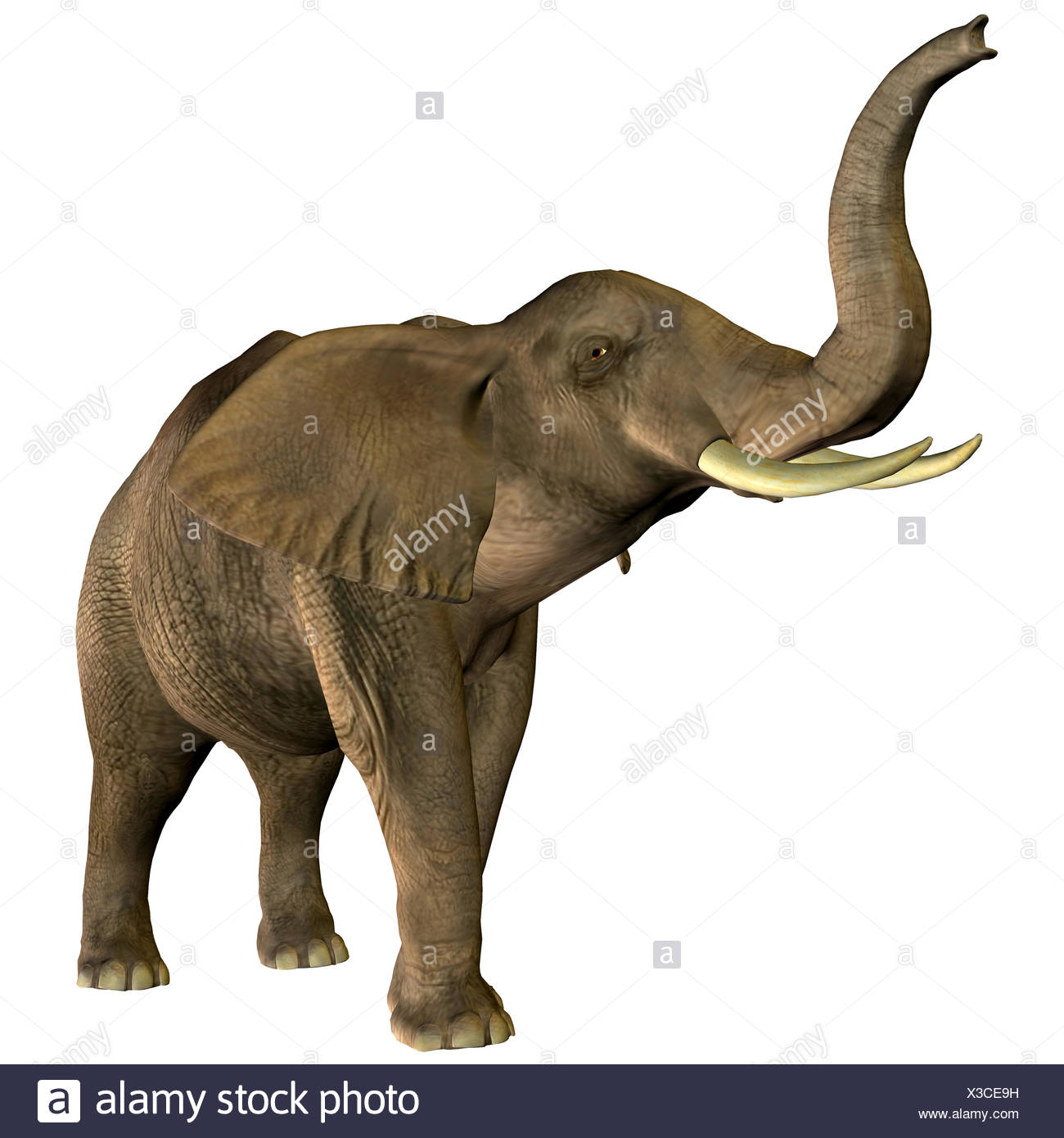 Africa Elephant Trumpeting High Resolution Stock Photography and Images