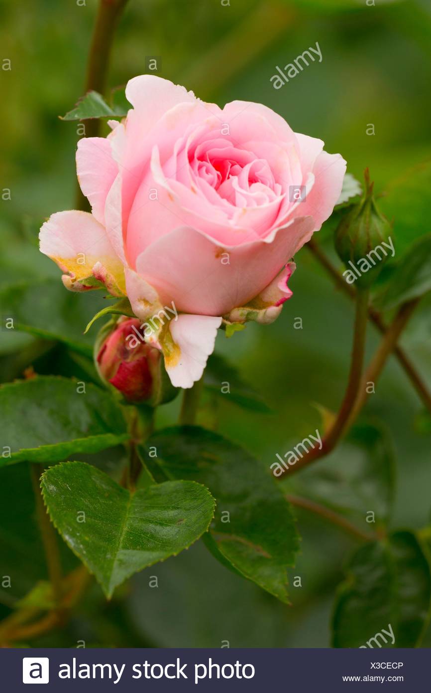 The Fawn Rose Stock Photos & The Fawn Rose Stock Images - Alamy