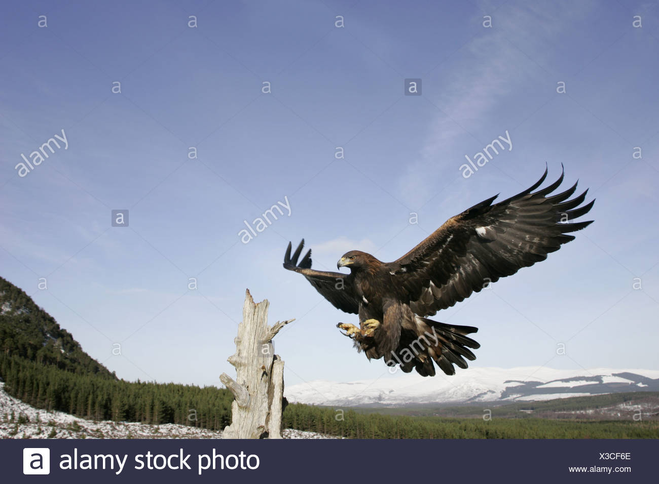 Golden Eagle Aquila Chrysaetos In Flight On Tree Stump