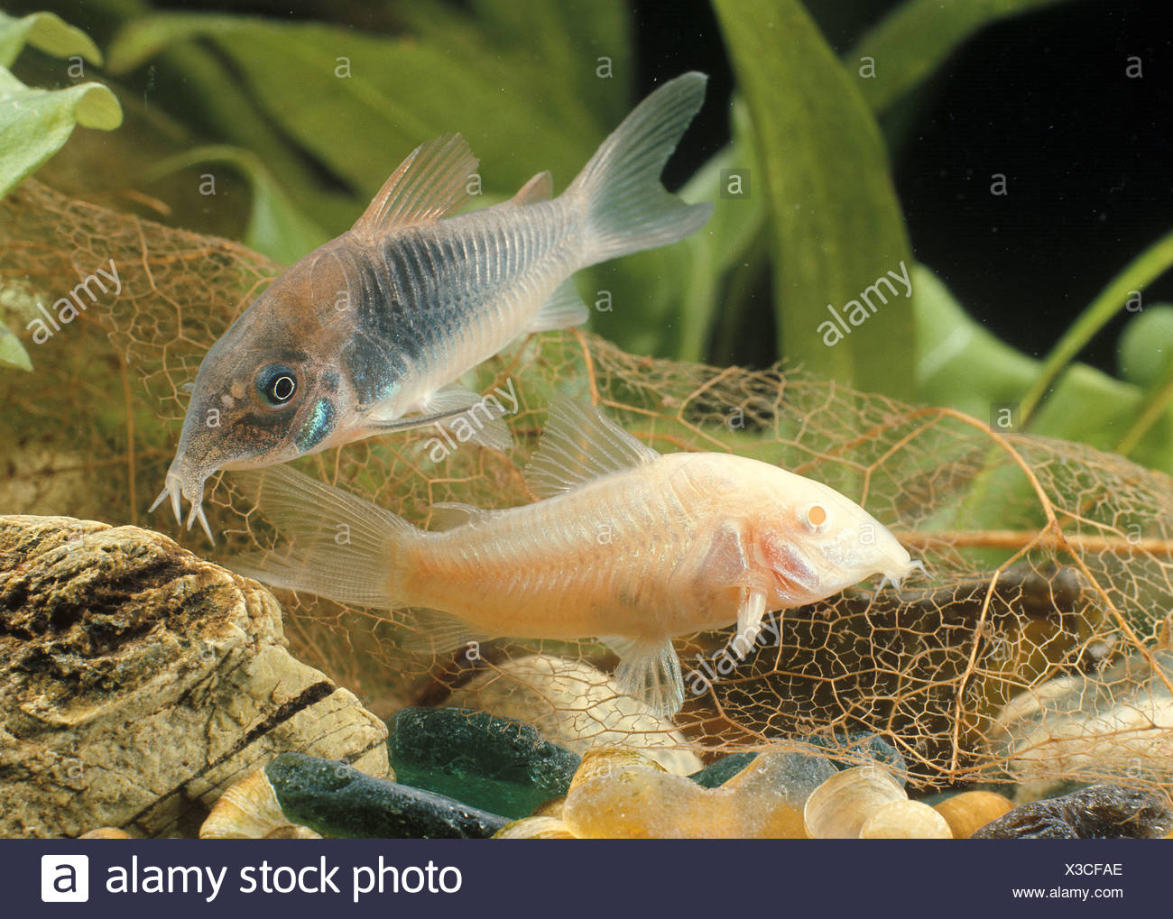 Albino Catfish High Resolution Stock Photography and Images - Alamy