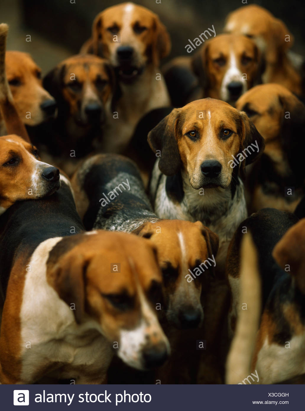 Groups Of Dogs Stock Photos Groups Of Dogs Stock Images Alamy