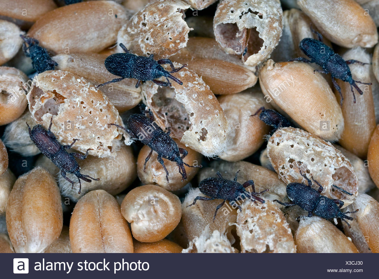 Sitophilus Granarius Stock Photos & Sitophilus Granarius Stock Images