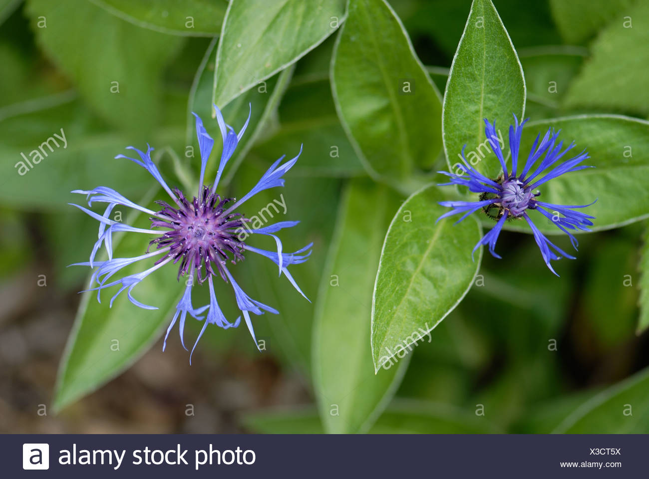 Ornamental Knapweed Stock Photos & Ornamental Knapweed