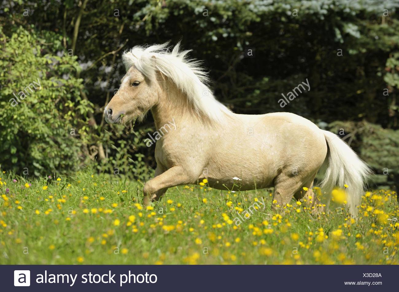 Palomino Shetland Pony Equus Caballus Stock Photos & Palomino Shetland ...