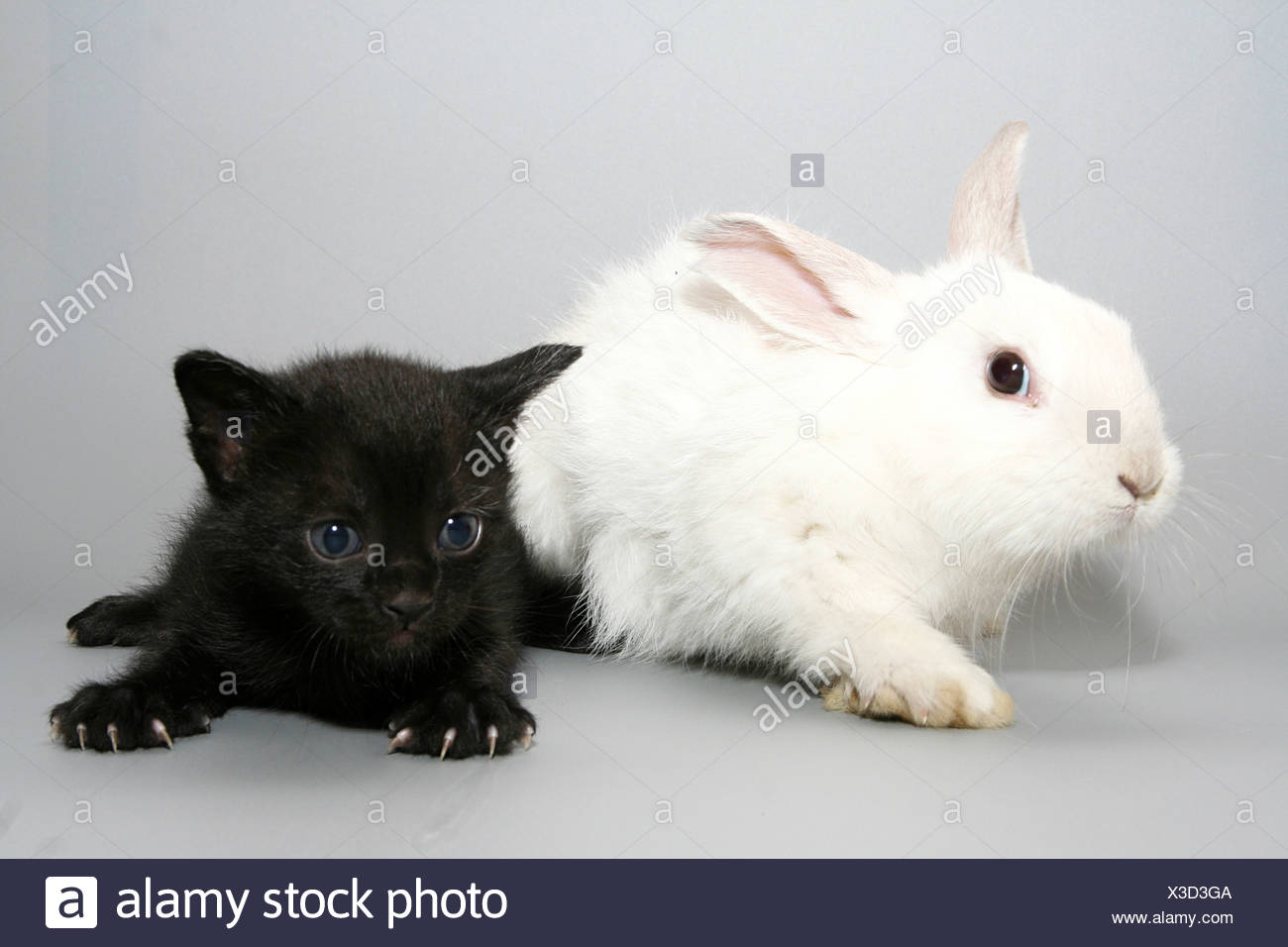 Black And White Rabbit Cat High Resolution Stock Photography and Images ...