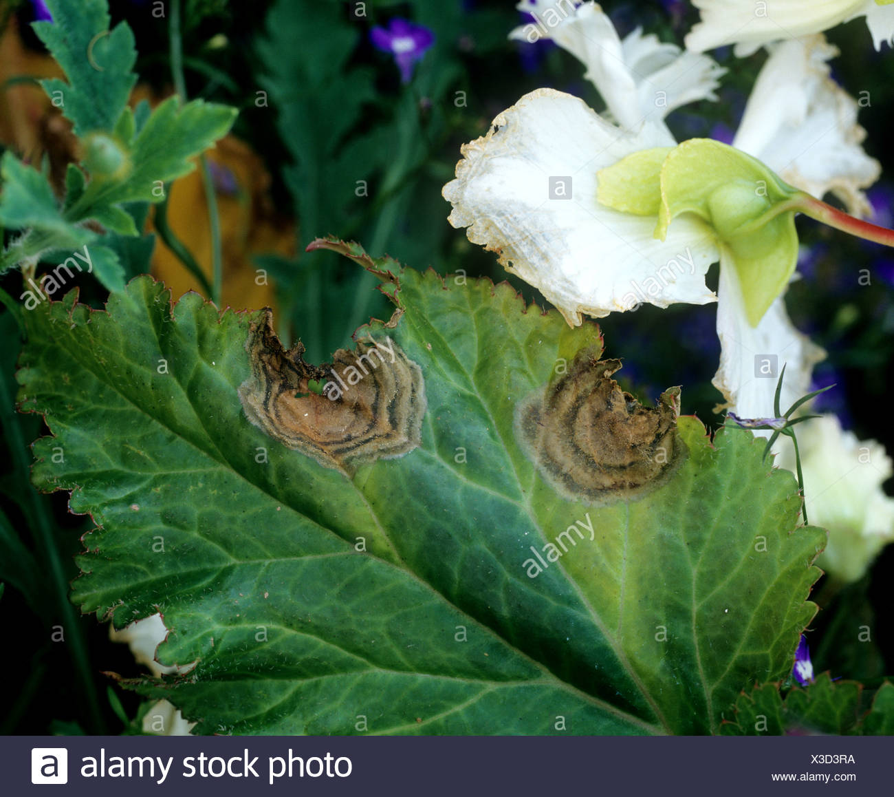 Begonia Tuberhybrida High Resolution Stock Photography and Images Alamy