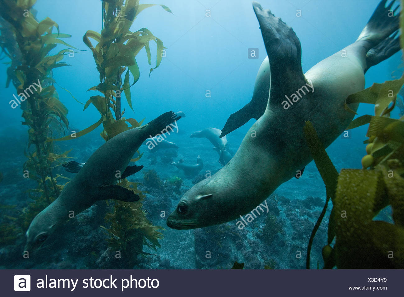 Group Of California Sea Lions Zalophus Californianus In A Kelp Forest Macrocystis Pyrifera California Usa Pacific Ocean Stock Photo Alamy