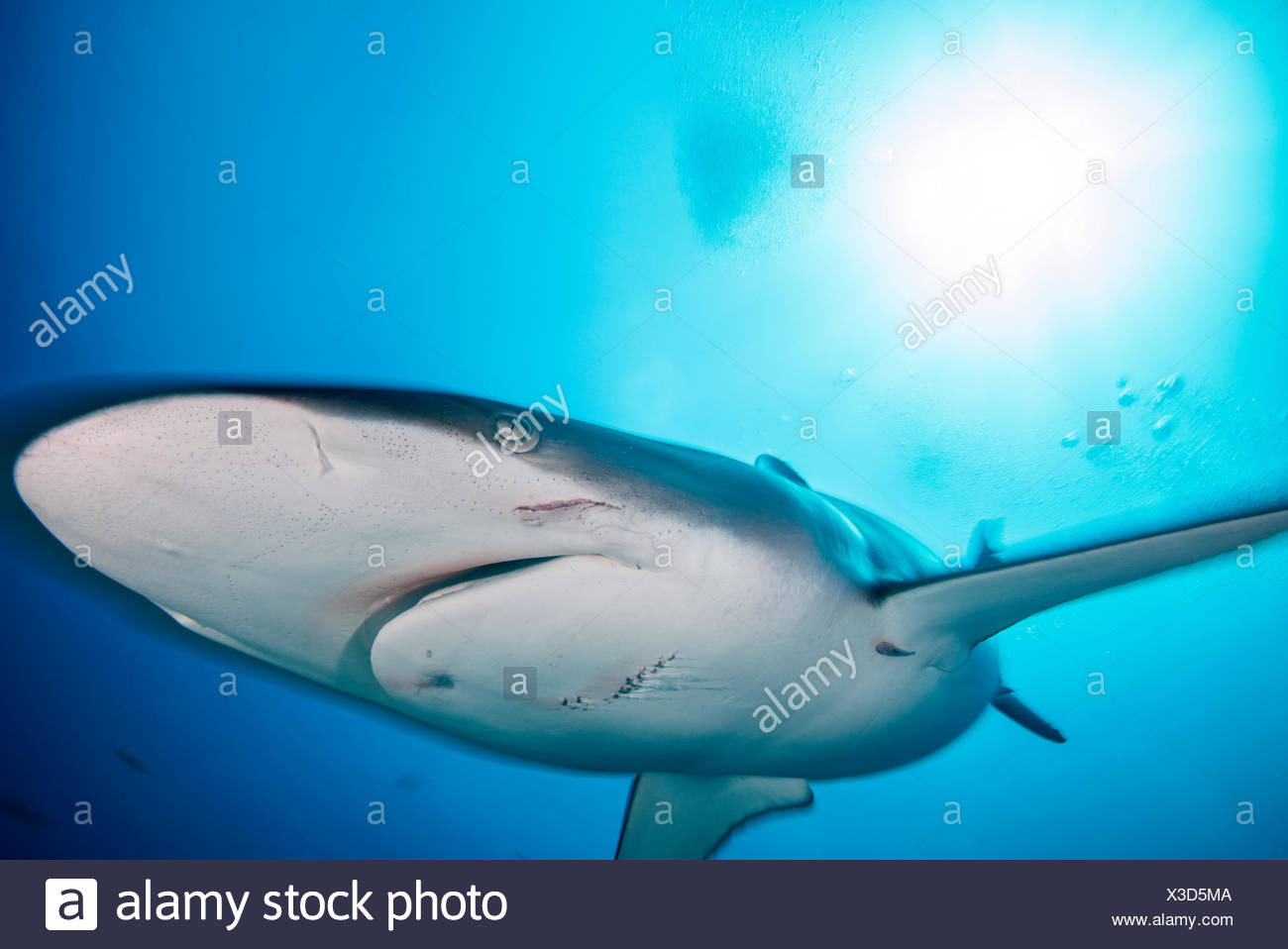 A female silky shark with bite marks inflicted by a male during mating, Socorro Island, Mexico Stock Photo