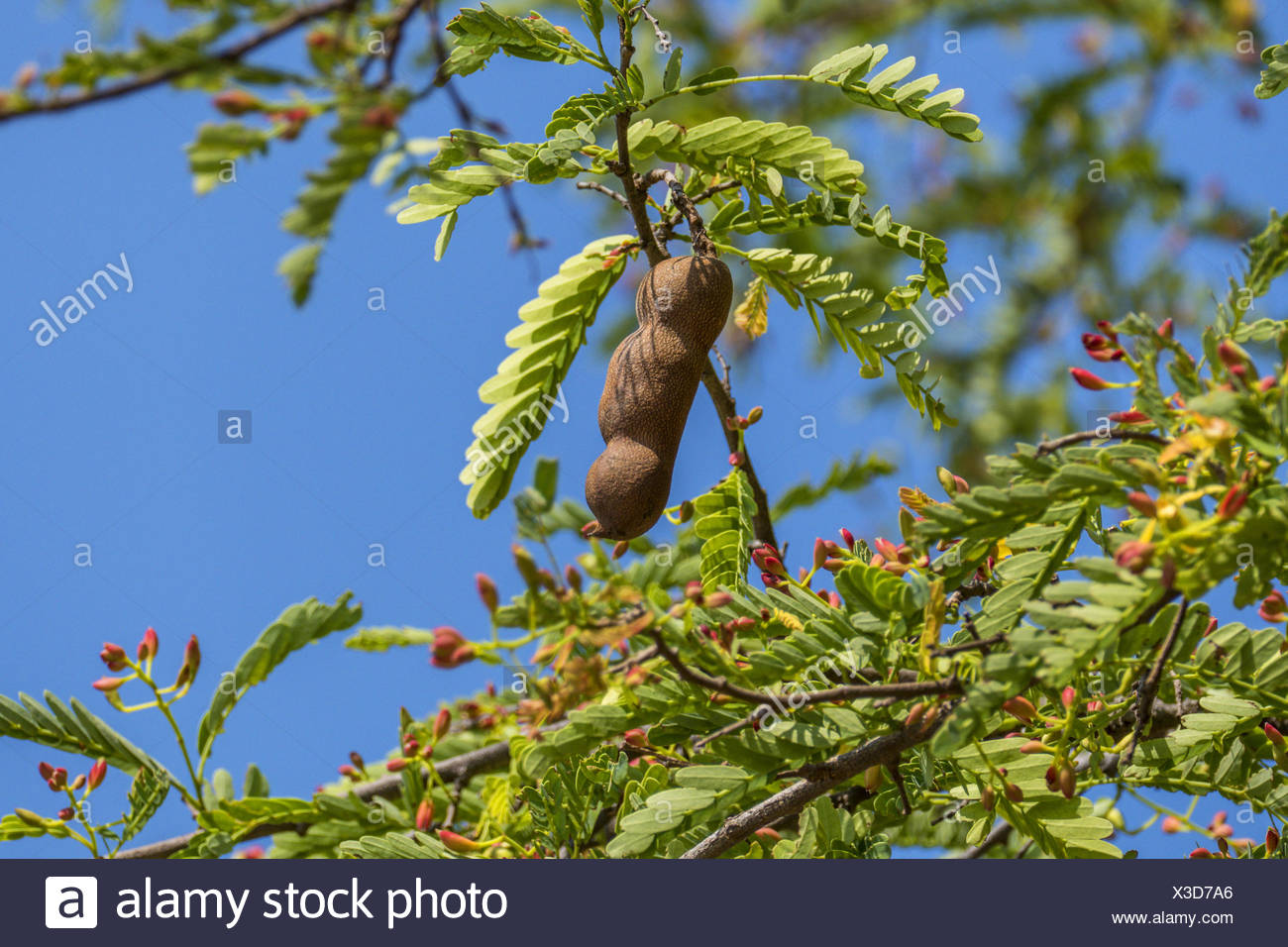Tamarind Tamarindus Indica Sweet Tamarind On A Tree Thailand Chiang Rai Stock Photo Alamy Tamarind Tamarindus Indica Sweet Tamarind On A Tree Thailand Chiang Rai Stock Photo Alamy