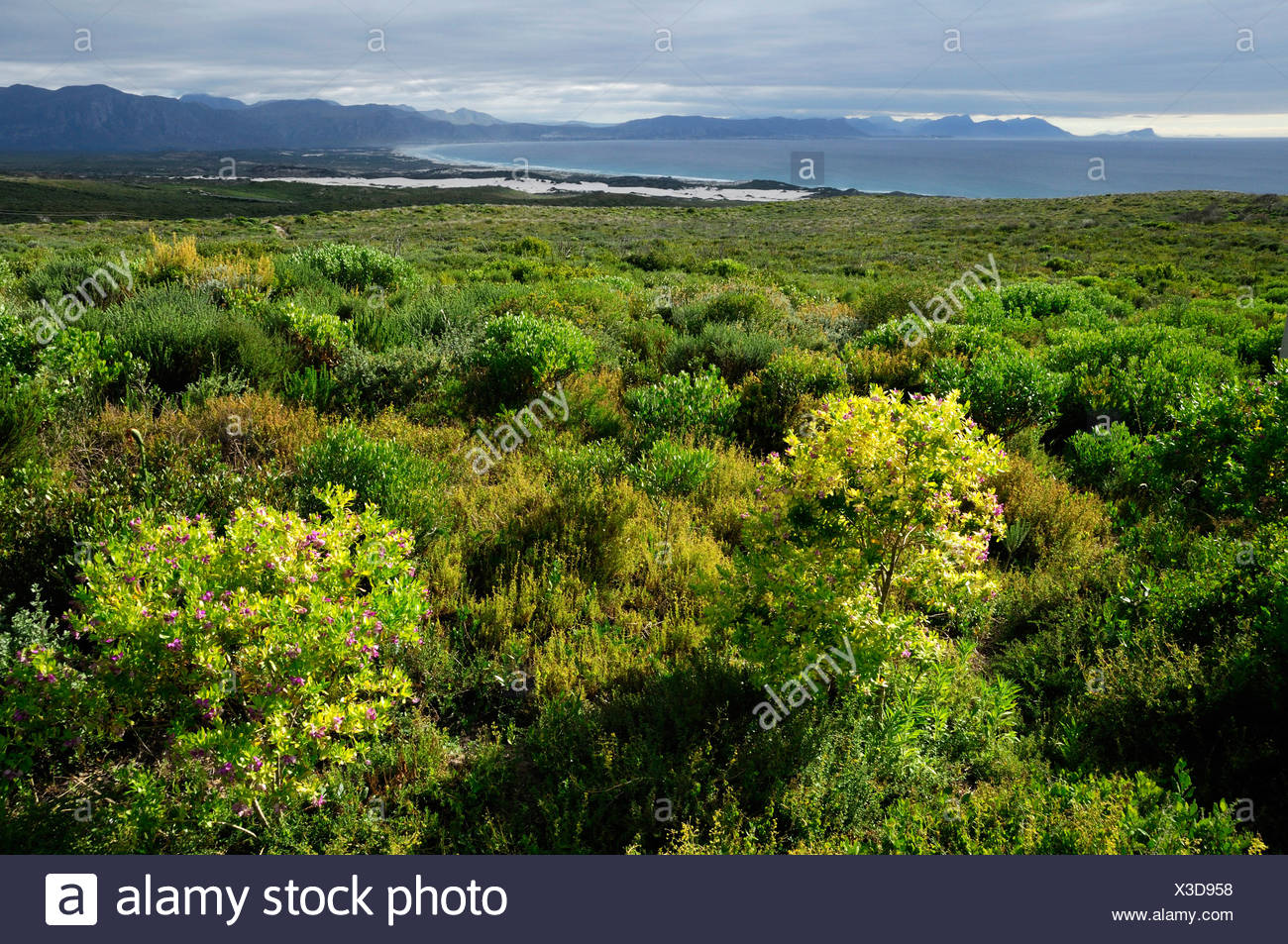 Walker Bay Grootbos Private Nature Reserve Fynbos Vegetation near Gansbaai  Western Cape South Africa overlook nature plants Stock Photo - Alamy