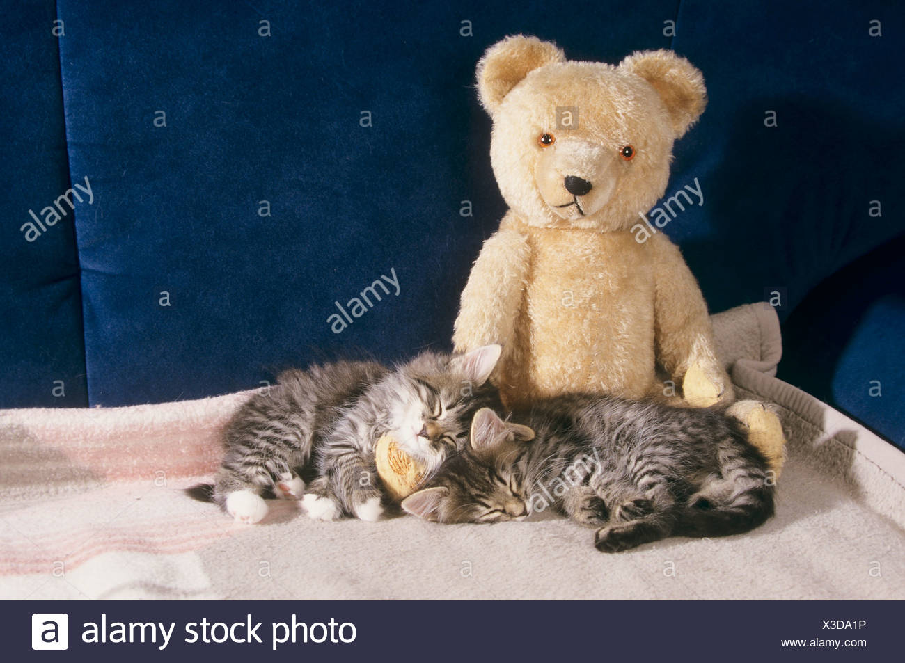 teddy bear in norwegian