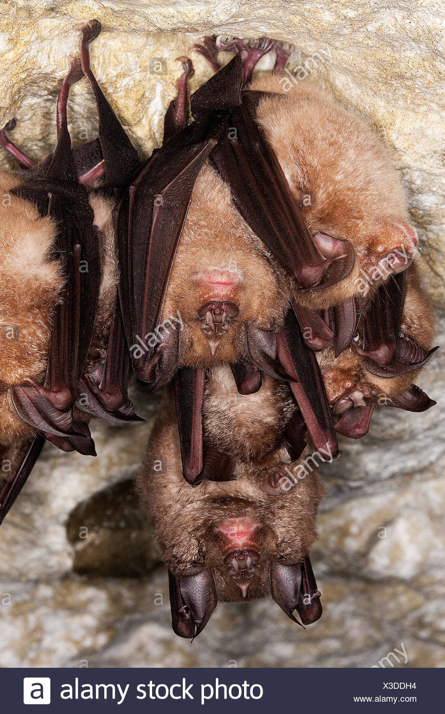 Hibernating Mammals High Resolution Stock Photography and Images Alamy