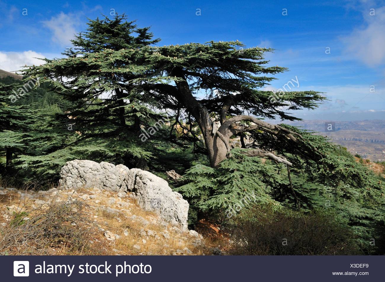 Cedar Tree Lebanon Stock Photos & Cedar Tree Lebanon Stock Images Alamy